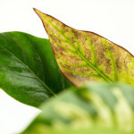 Money Plant Humidity Requirements: What the Plant Actually Needs
