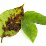 Money Plant Temperature Tolerance: The Indoor Range That Works