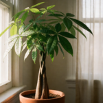 Money Tree Light: Placement, Window Direction, and When to Add a Grow Light