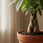Money Tree Soil and Pot: The Mix, the Pot Size, and the Drainage Physics That Prevent Crown Rot