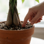 Money Tree Watering: How Often, How Much, and When to Skip a Week
