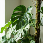 Monstera deliciosa plant with large split Swiss cheese leaves growing up a moss pole