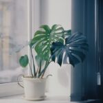 Editorial indoor plant photography for houseplant care article