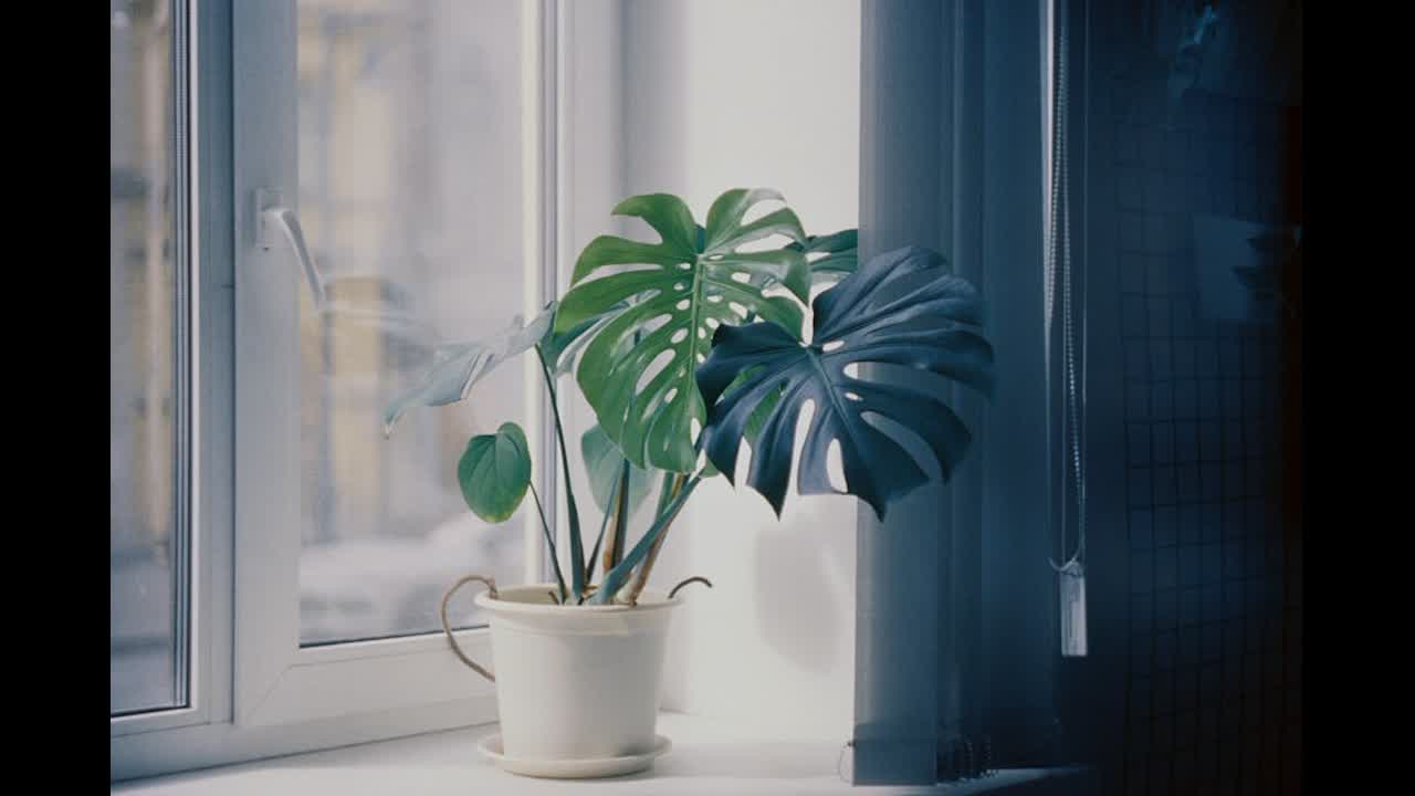 Editorial indoor plant photography for houseplant care article