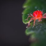 Editorial indoor plant photography for houseplant care article
