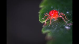 Editorial indoor plant photography for houseplant care article