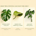 Monstera Plant Common Problems: Yellow Leaves, Brown Tips, Drooping, and How to Fix Each One