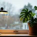 Monstera Dormancy and Winter Care: Watering, Light, and Temperature Adjustments