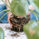 Editorial indoor plant photography for houseplant care article
