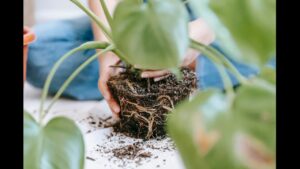 Editorial indoor plant photography for houseplant care article