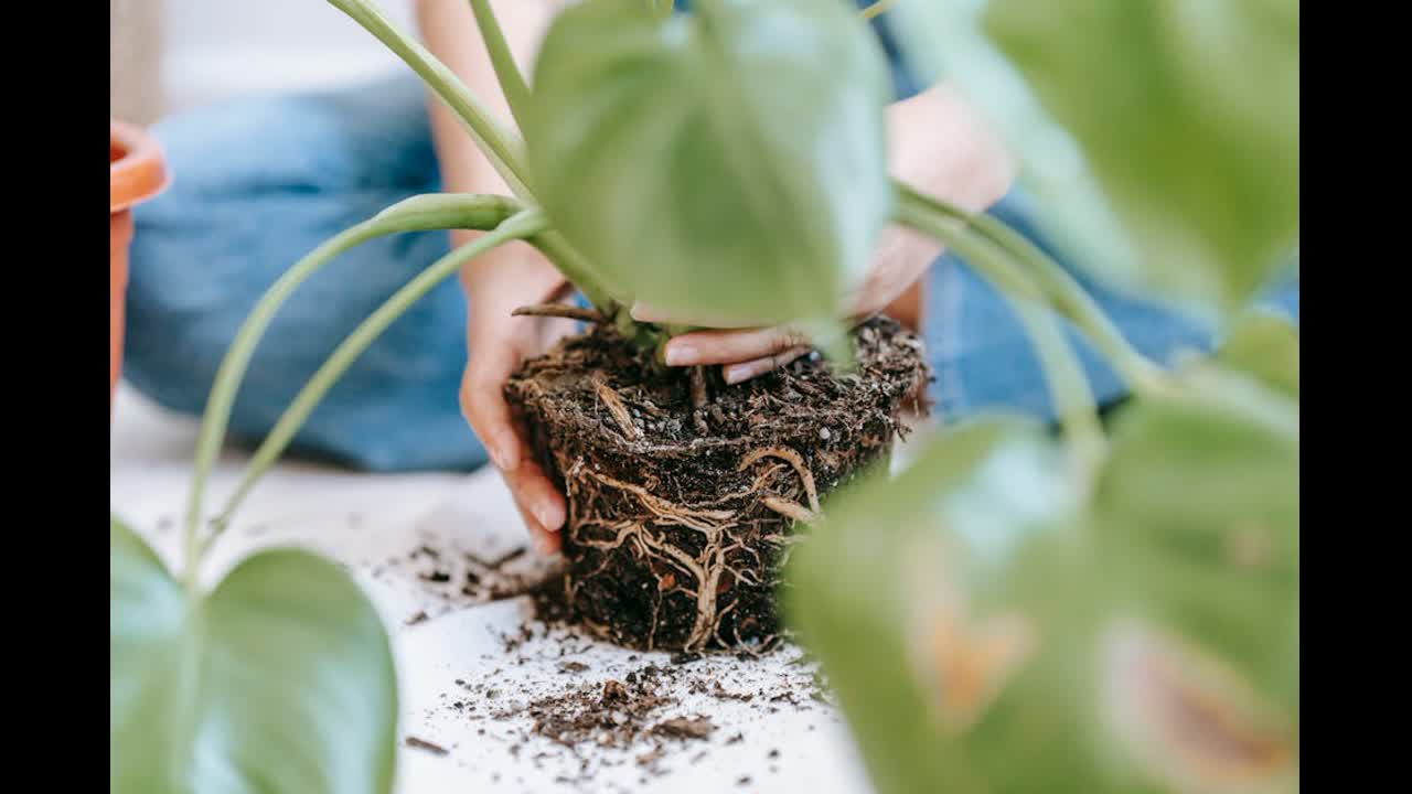 Editorial indoor plant photography for houseplant care article