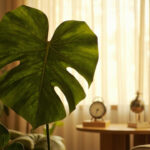 A monstera deliciosa leaf in a warm living room with a small analog thermometer on a side table, soft warm light from a window with sheer curtains.