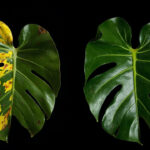 Editorial indoor plant photography for houseplant care article