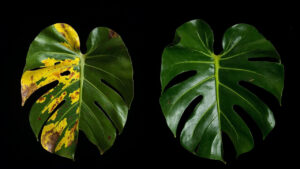 Editorial indoor plant photography for houseplant care article
