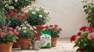 Terracotta pots with flowering plants on a patio with a watering can and fertilizer