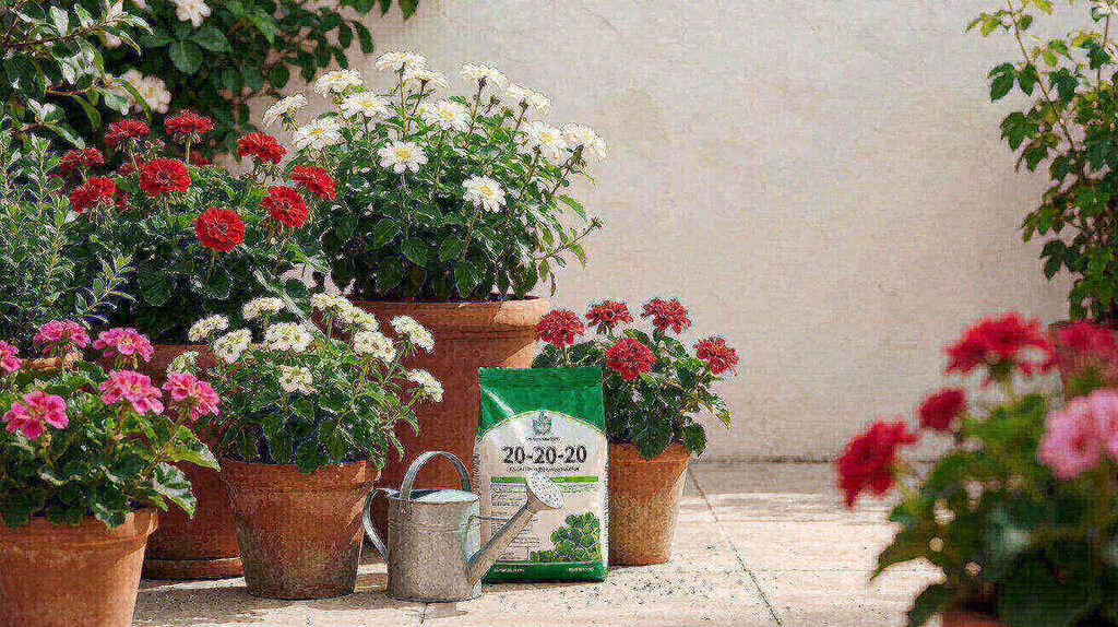 Terracotta pots with flowering plants on a patio with a watering can and fertilizer
