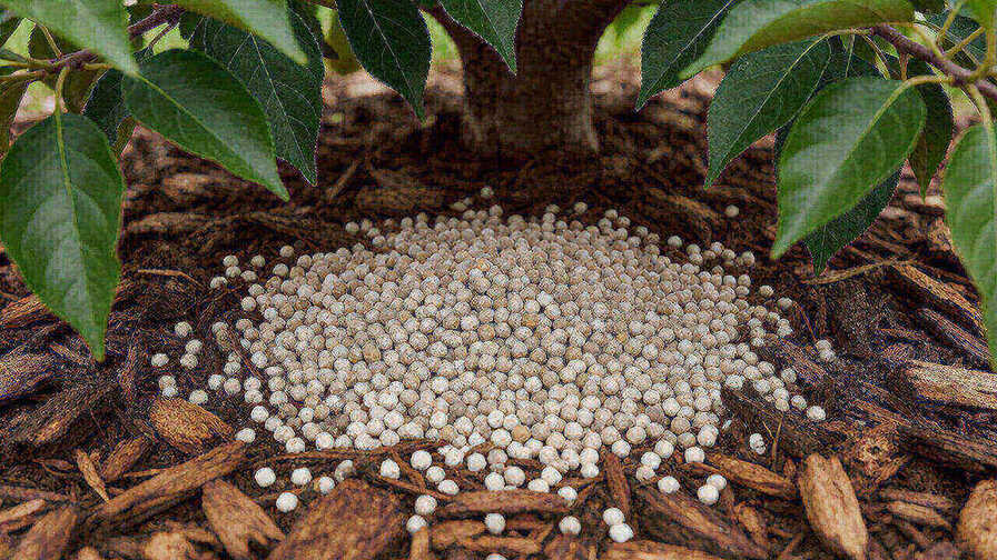 Broadcasting granular NPK fertilizer under the canopy of a mature apple tree, kept away from the trunk