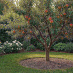 Small fruit tree in a backyard garden with ripe fruit and mulch ring