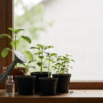 Young seedlings in small pots on a windowsill with watering can and fertilizer bottle