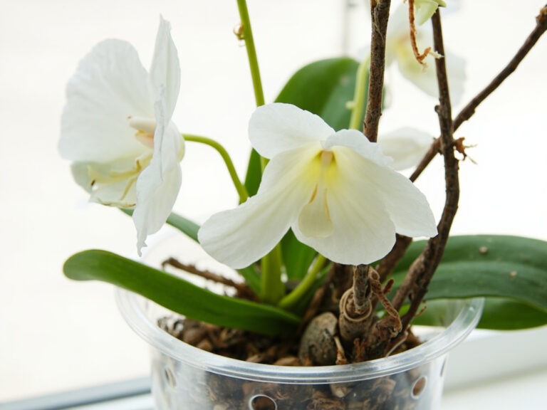 Orchid care for beginners
