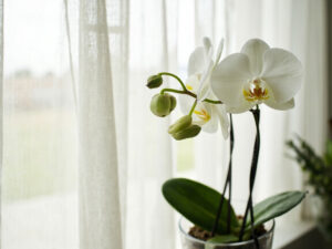 Orchid Light Requirements: Bright Enough Without Burning Leaves
