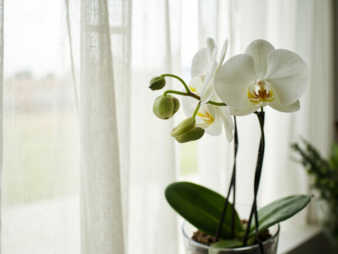 A healthy white Phalaenopsis moth orchid in a clear nursery pot inside a ceramic cachepot, placed near a bright window with sheer curtain filtering daylight, the medium green leaves showing the right light level for an indoor orchid