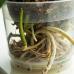 Orchid Watering: How To Read Roots, Bark, and Pot Weight