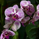 Orchid Yellow Leaves: How to Tell Normal Leaf Drop From Overwatering, Crown Rot, and Light Burn
