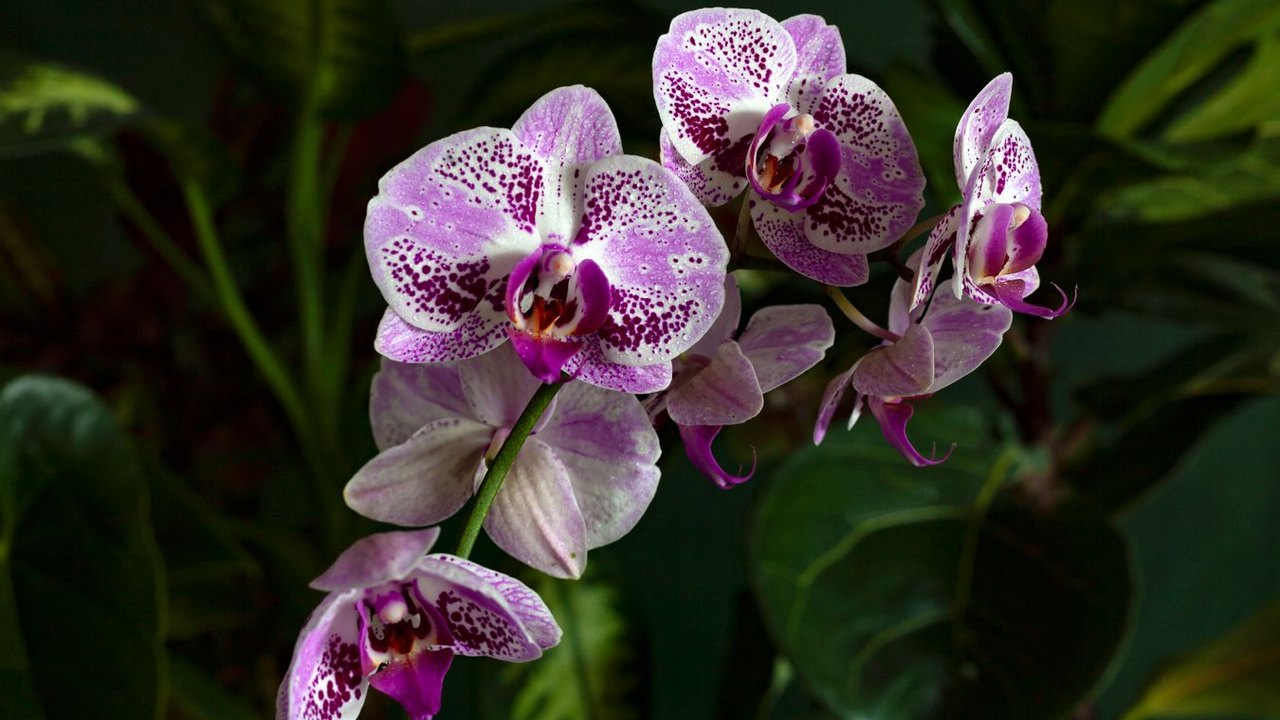 Orchid yellow leaves pexels reference