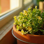 Why Is My Oregano Turning Yellow? Causes and Fixes for Yellow Oregano Leaves