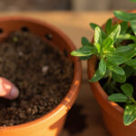 Oregano Light & Watering: Full Sun Requirements and Soak-and-Dry Schedule