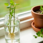 Oregano Propagation: Stem Cuttings, Division, and Seed Starting