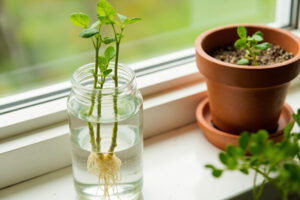 Oregano Propagation: Stem Cuttings, Division, and Seed Starting