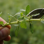 Oregano Pruning and Harvesting: When to Cut, How Much, and How to Dry for Max Flavor