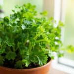 Parsley Indoors: Pot Size, Light, Water, and Harvesting
