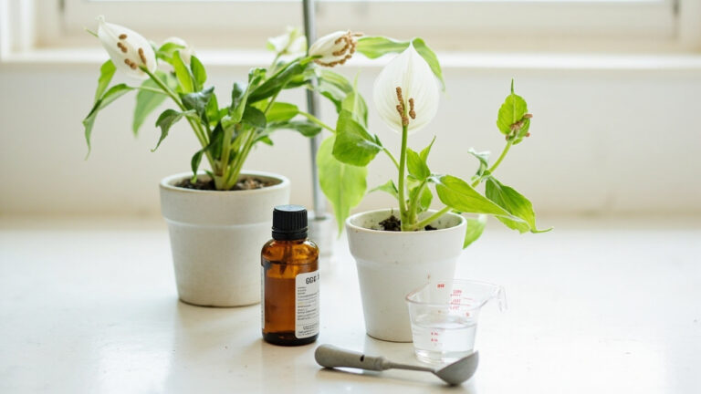 Peace lily fertilizer schedule 1
