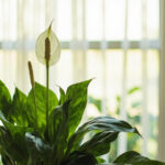 Peace Lily Light Requirements: Bright Enough Without Leaf Burn