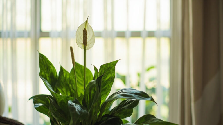 Peace lily light requirements