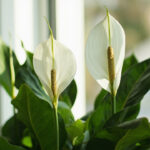 Peace Lily Not Flowering: 7 Reasons Your Spathiphyllum Won’t Bloom