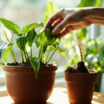 How to Propagate a Peace Lily: Division and Stem Cutting Methods