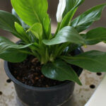 Peace Lily Watering Guide: When To Water And How Much