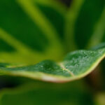 Philodendron Brown Tips: Causes, Diagnosis, and How to Fix