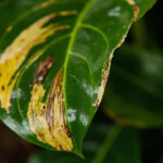 Philodendron Problems and How to Fix Them