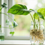 How to Propagate Philodendron: All Methods That Work