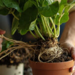 When and How to Repot a Philodendron