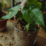 Top-down view of a heartleaf philodendron being repotted into a chunky aroid mix of coco coir, orchid bark, perlite, and worm castings in a clear glass pot.