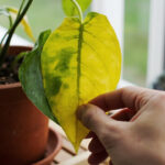 A heartleaf philodendron with one yellowing lower leaf and a fresh new green leaf in a terracotta pot on a wooden shelf, soft natural window light.