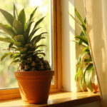 Pineapple Plant Light Requirements: How Much Sun Your Plant Actually Needs