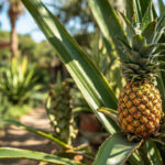 How to Save a Dying Pineapple Plant [Essential Tips]