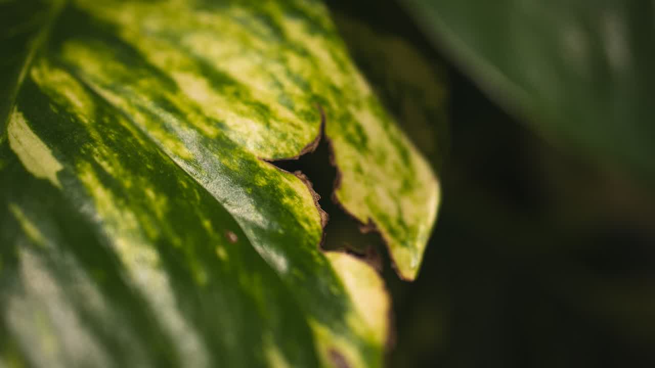 Pineapple plant leaf showing dry sunburn patches from sudden strong light exposure